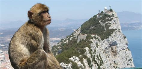 After 300 years, more monkey business on Rock of Gibraltar