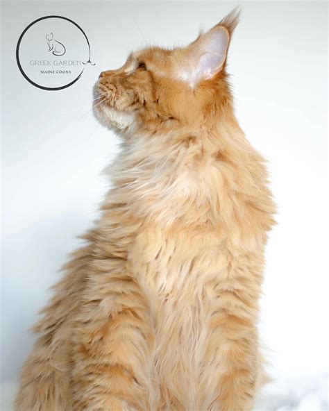 maine coon toys 9