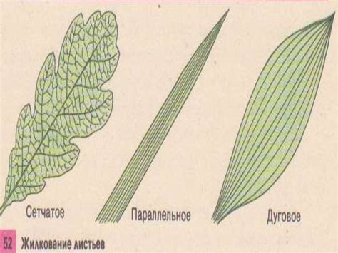 Жилкование листьев - online presentation