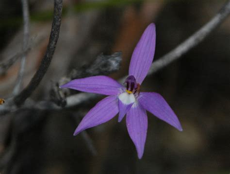 Glossodia | Pacific Bulb Society