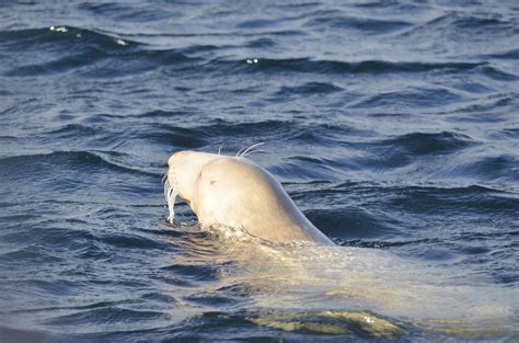 Albino Seal - Serenity Farne Islands Boat Tours and Trips