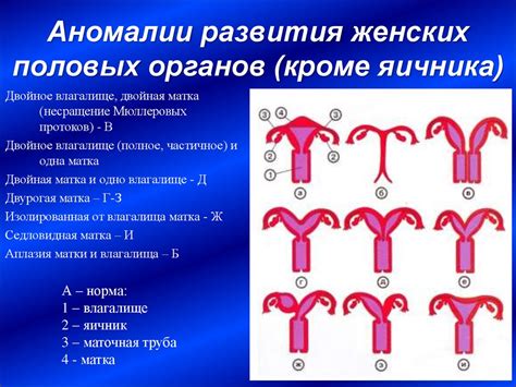 Функциональная анатомия органов женской половой системы - презентация ...