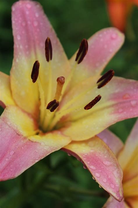 Lily Blossom Pink - Free photo on Pixabay - Pixabay