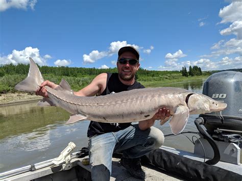 Massive sturgeon caught in Old Man River in Lethbridge | CBC News : r