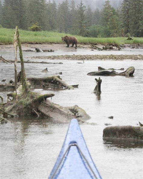 80 best Kay Bear images on Pholder | Kayyybear, Kayaking and Apexlegends