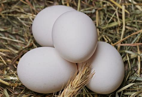 Más de 10 000 imágenes gratis de Huevos De Gallina y Huevos - Pixabay