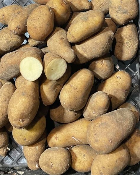 Картофель семенной (посадочный) Тирас. Ультраранний, 1 репродукция 100 ...