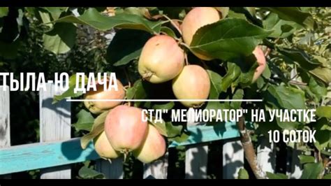 Дача Тыла Ю СТД "Мелиоратор" на участке 10 соток - YouTube