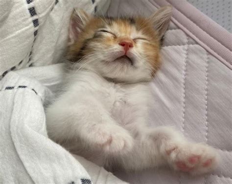 jpn cats - Collection | OpenSea