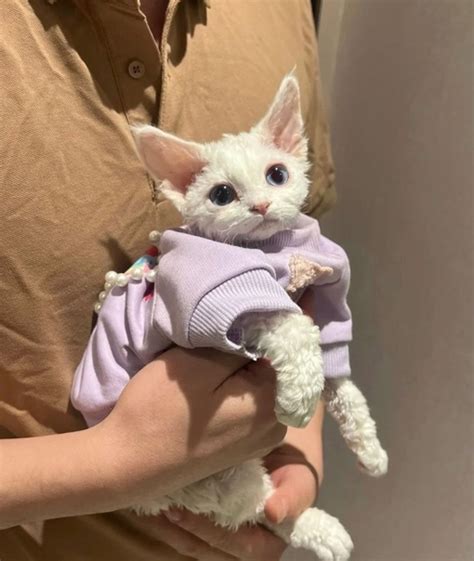 Ангелы спустились с небес Котя #животные #котя #любимыекошки # ...