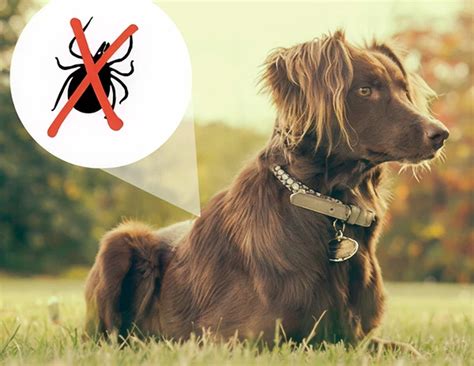 Understanding Spay And Neuter Procedures | Simcoe Veterinary Hospital