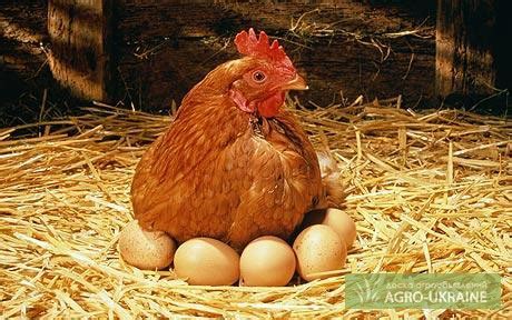 Продам цыплята несушки, купить цыплята несушки, Киев — Agro-Ukraine