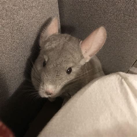how to chinchilla hiding safely 1