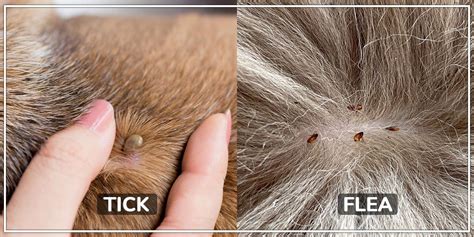 Fleas On Dogs