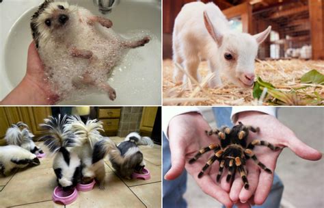 10 самых экзотических животных, которые могут жить у вас дома