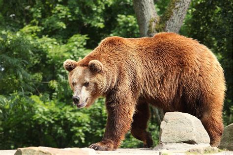 10 Most Dangerous Animals in Spain - With Photos