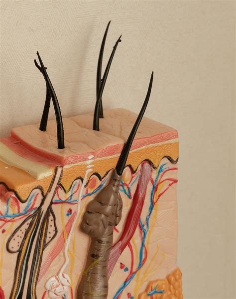 unveiling  anatomy   skin  bodys protective shield layer