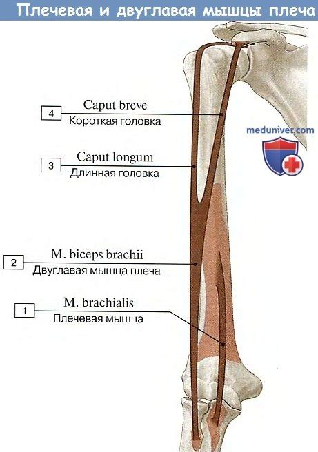 Анатомия: Мышцы плеча. Передние мышцы плеча.