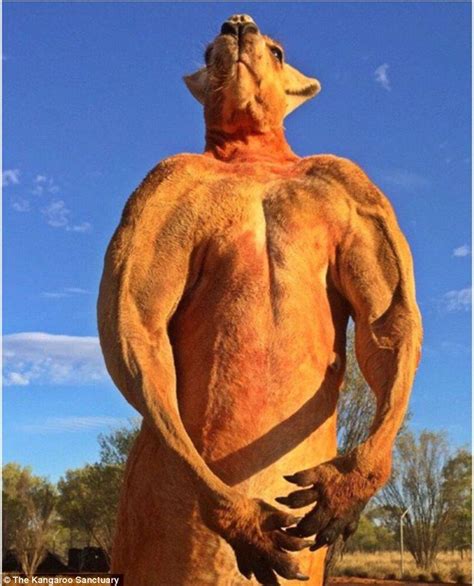 Roger the musclebound kangaroo poses for an another intimidating photo ...