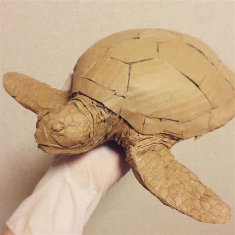 turtle shell   cardboard