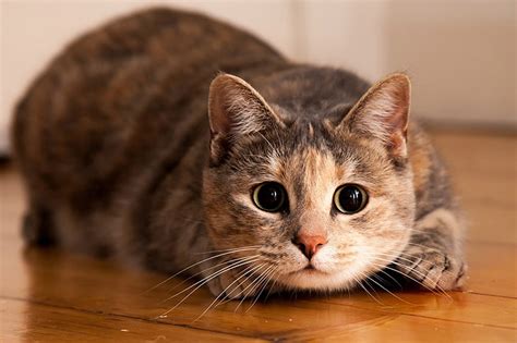 Какие самые популярные породы кошек?