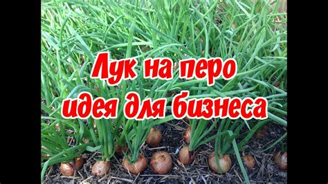 Выращивание лука на перо / Самый лучший способ выращивания лука на ...