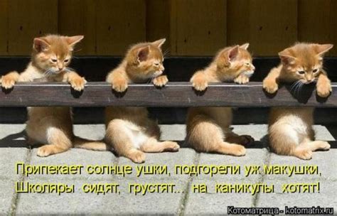 Новая отличная котоматрица (38 фото)