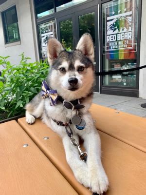 Alaska Airlines Dawg Dash 5K/10K - DC Dawgs homepage at GetMeRegistered.com