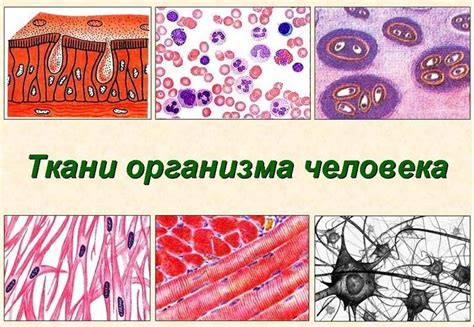 Картинки тканей человека (50+ фото) • Бесплатные картинки