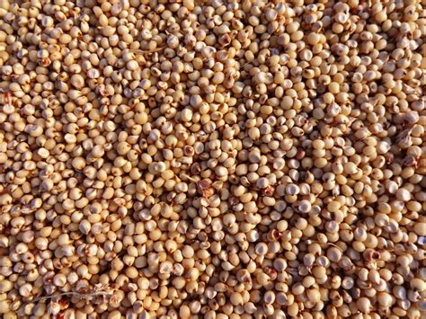 SORGHUM - paci e pagliari - Alfalfa and fodder production