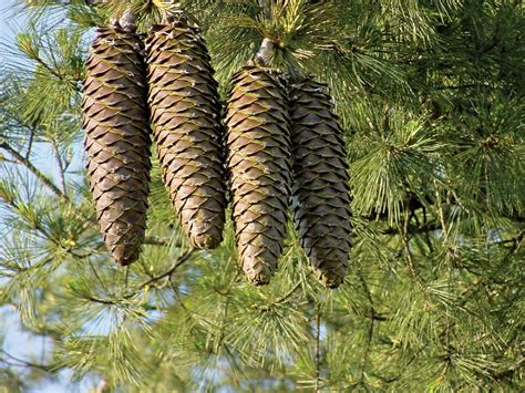 Pine | Description, Conifer, Species, Uses, Characteristics, & Facts ...