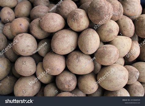 chiku colour images stock  vectors shutterstock