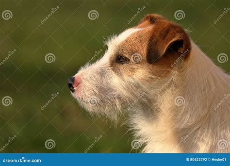 Jack Russell Parson Terrier Stock Photo - Image of snout, parson: 80622792