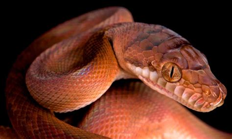 Amethystine python - IMP WORLD