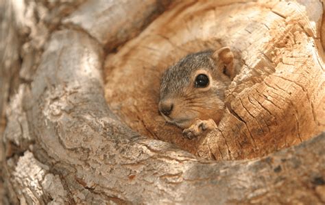 Baby Squirrel Facts, Pictures & FAQs Answered - Animal Corner