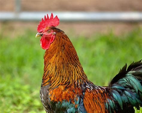 Photograph of a Rooster · Free Stock Photo