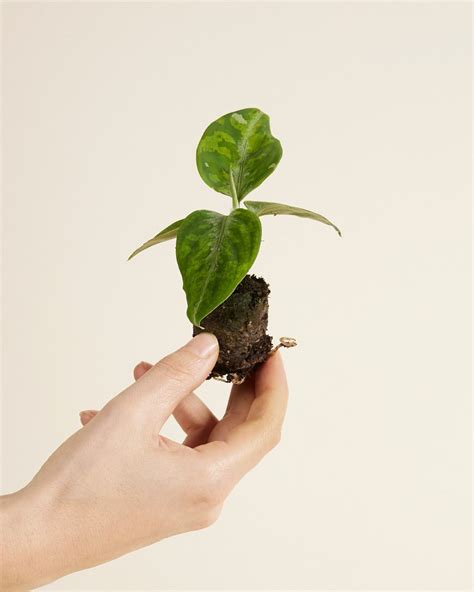 Shop Aglaonema Tricolor (Chinese Evergreen) online | PLNTS.com