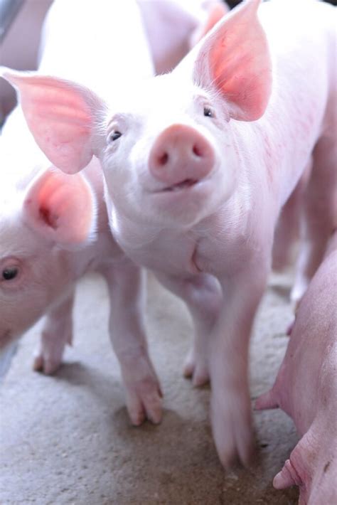 How does amino acid copper improve pig immunity? - Improving animal ...