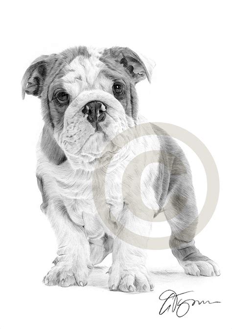 dog english bulldog puppy pencil drawing print  size