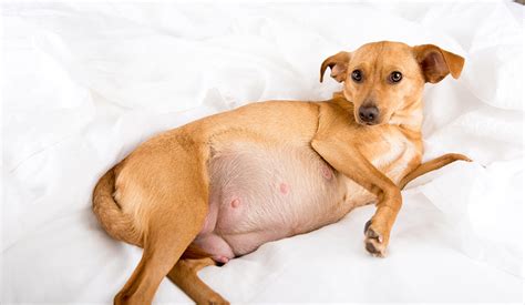 long  find   dog  pregnant