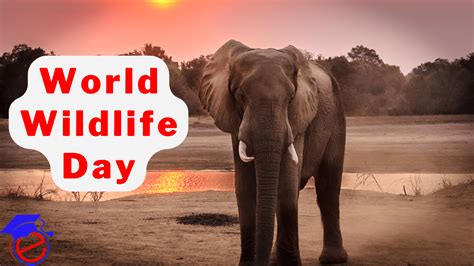 world wildlife day  history theme  conservation efforts