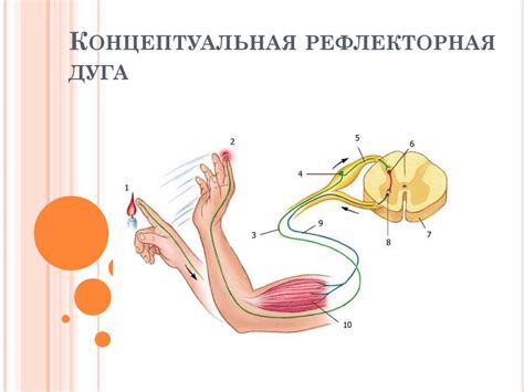 Рефлексы. Рефлекторная дуга - презентация онлайн