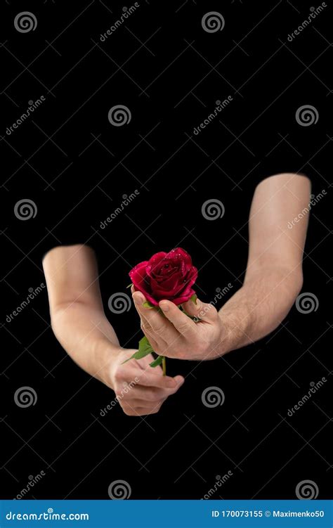 Secret Admirer, Unknown Man in Love Gives Rose, Holds Flower in His ...