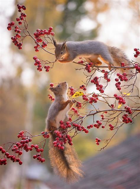 Лучшие работы фотографа, который 6 лет снимал белок! | Animal ...