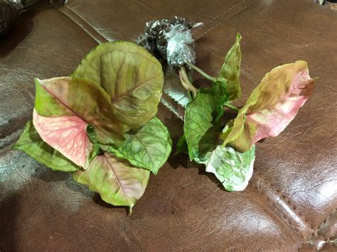 syngonium Strawberry Ice / сингониум Клубничный лед 75 | EXOTIC PLANT ...