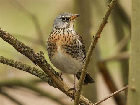 Fieldfare Bird Facts (Turdus pilaris) | Bird Fact