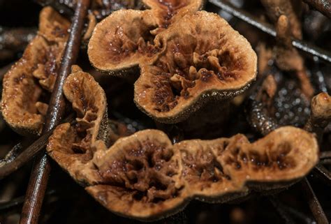 Hydnaceae from 2845 Amora, Portugal on January 4, 2024 at 01:46 PM by ...
