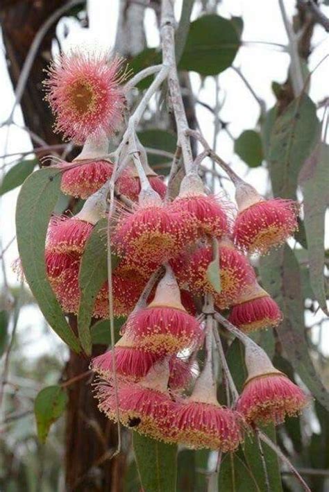 Silver Princess in flower | Australian flowers, Exotic flowers ...