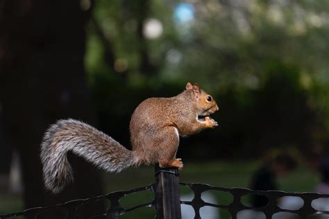 The Day Squirrels Preach | Open Arts Forum