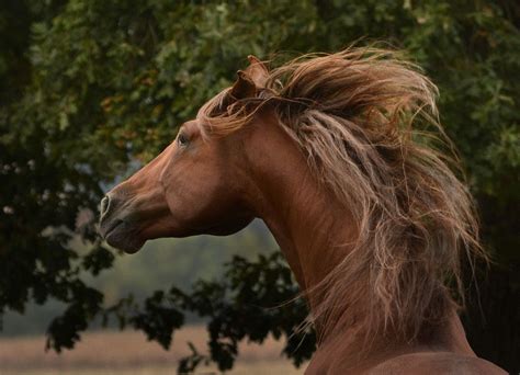 Фотография Головы Лошади — Mixyfotos.ru